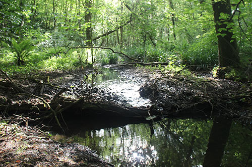 15-Bluebells-Faun-19