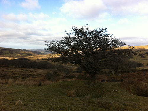 15-GoldenLight-Dartmoor-2